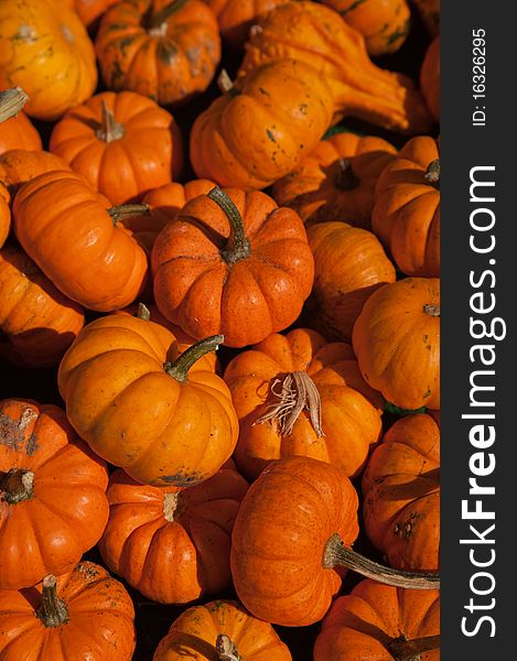 A photo of a pile of mini pumpkins at a farm on a sunny autumn day.