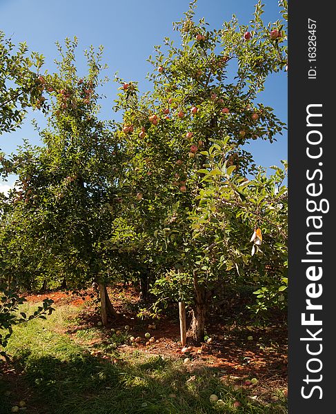 Rows of ripe red apple trees in an orchard. Rows of ripe red apple trees in an orchard