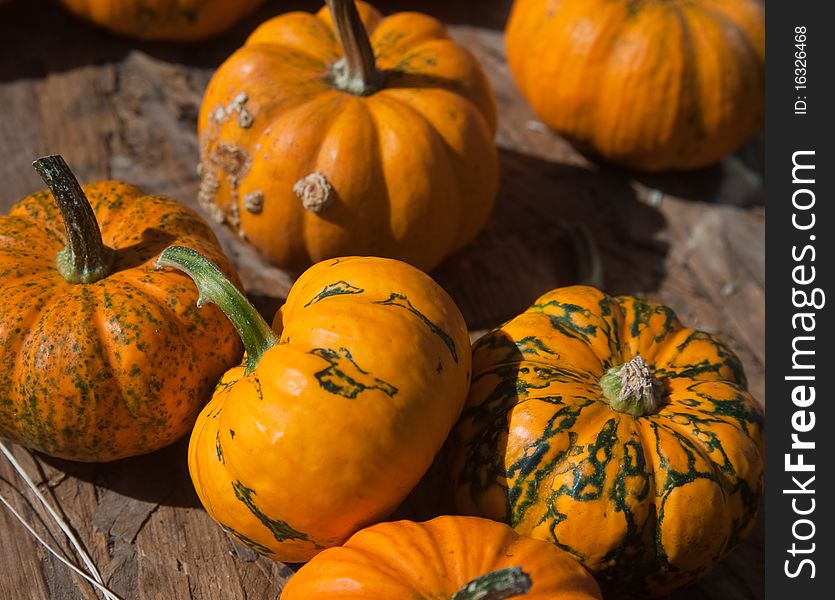 A photo of several pumpkins gourds at a farm on a sunny autumn day. A photo of several pumpkins gourds at a farm on a sunny autumn day.