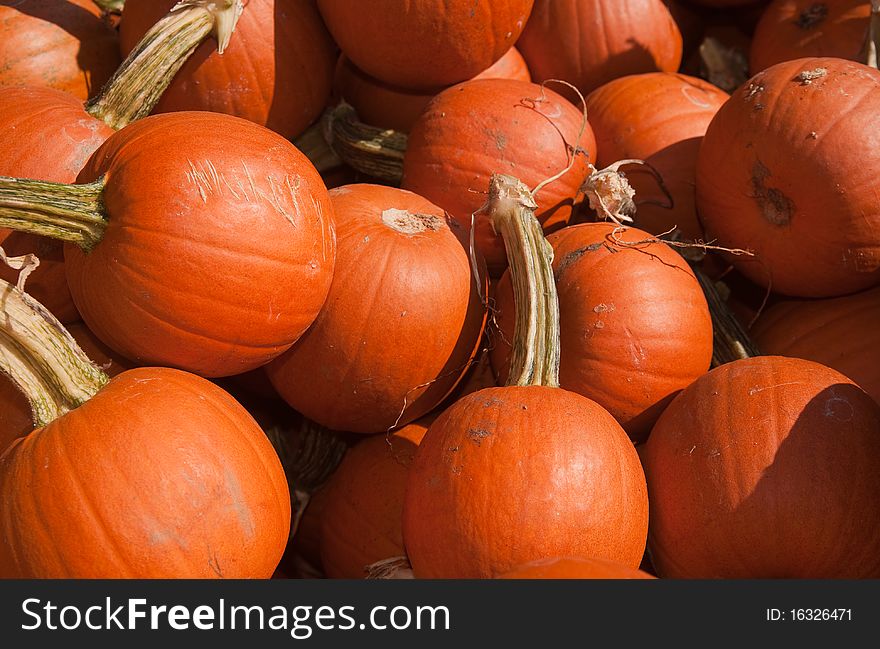 A photo of several pie pumpkins at a farm on a sunny autumn day.