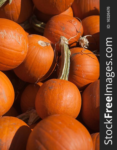 A photo of several pie pumpkins at a farm on a sunny autumn day.