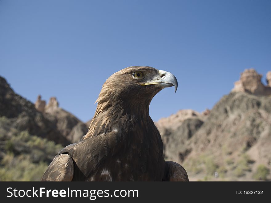 Eagle in mountains of Kazakhstan.
