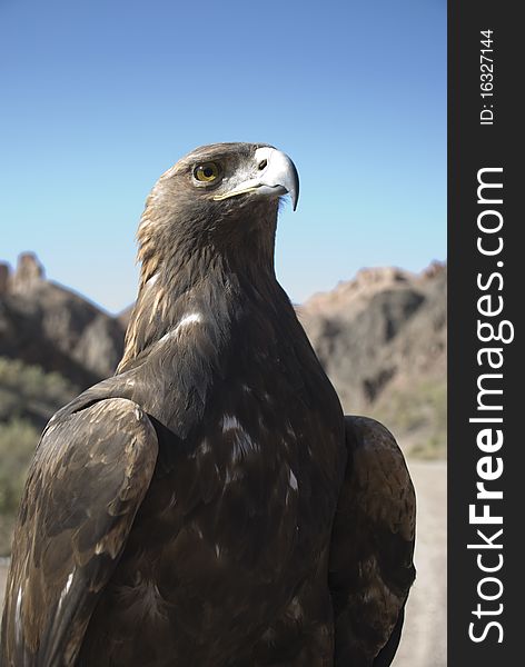 Eagle in mountains of Kazakhstan