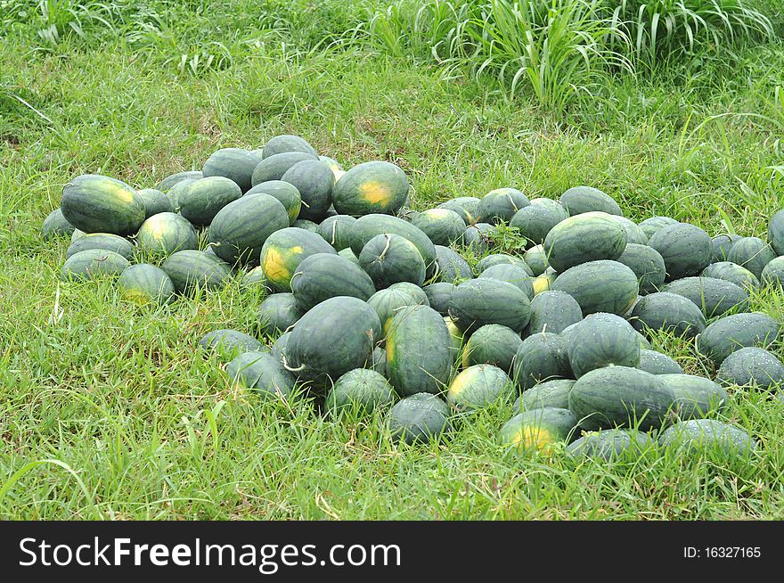 This is the view from a watermelon farm in Thailand. This is the view from a watermelon farm in Thailand.