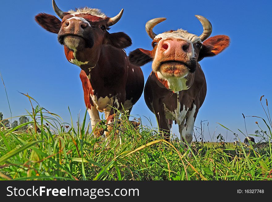 Cows on a summer pasture in a rural landscape under the dark blue sky. Cows on a summer pasture in a rural landscape under the dark blue sky.