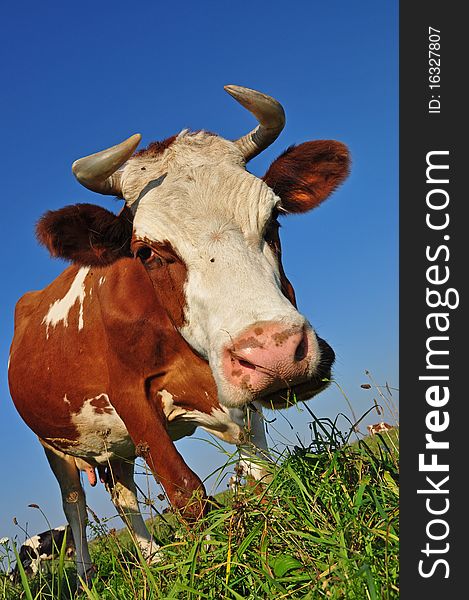 Cows on a summer pasture in a rural landscape under the dark blue sky. Cows on a summer pasture in a rural landscape under the dark blue sky.