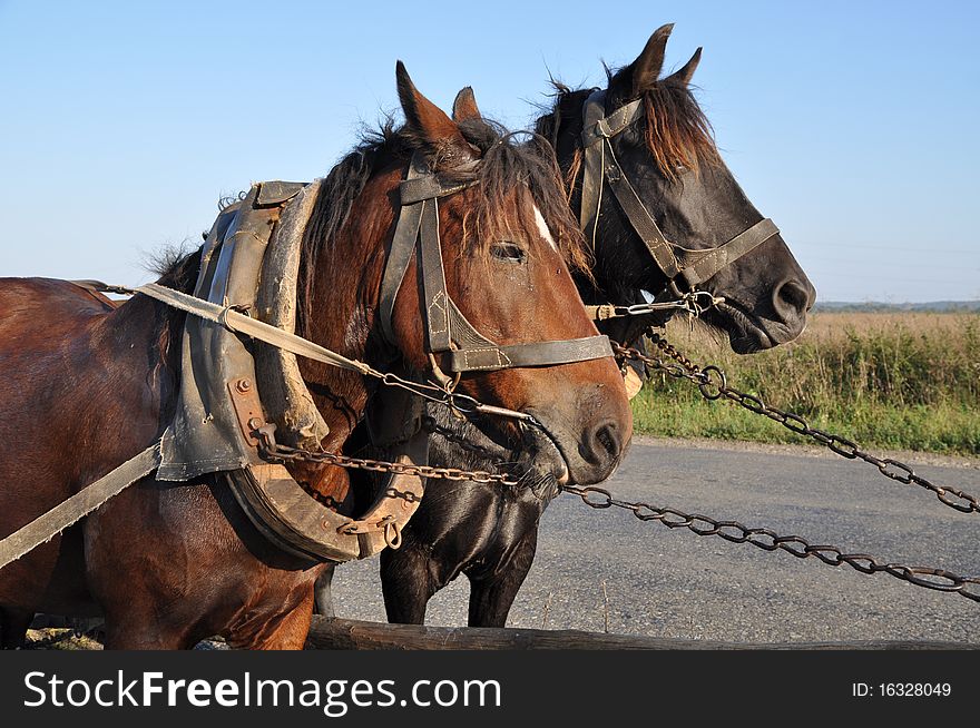 Two horses in one team in a summer rural landscape. Two horses in one team in a summer rural landscape.