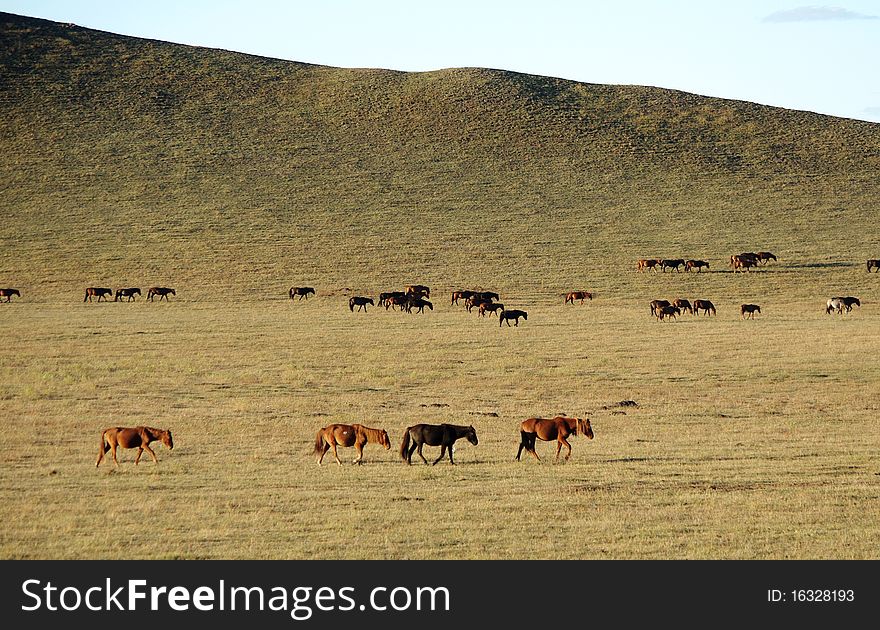 Horses On Golden Grassland In Autumn