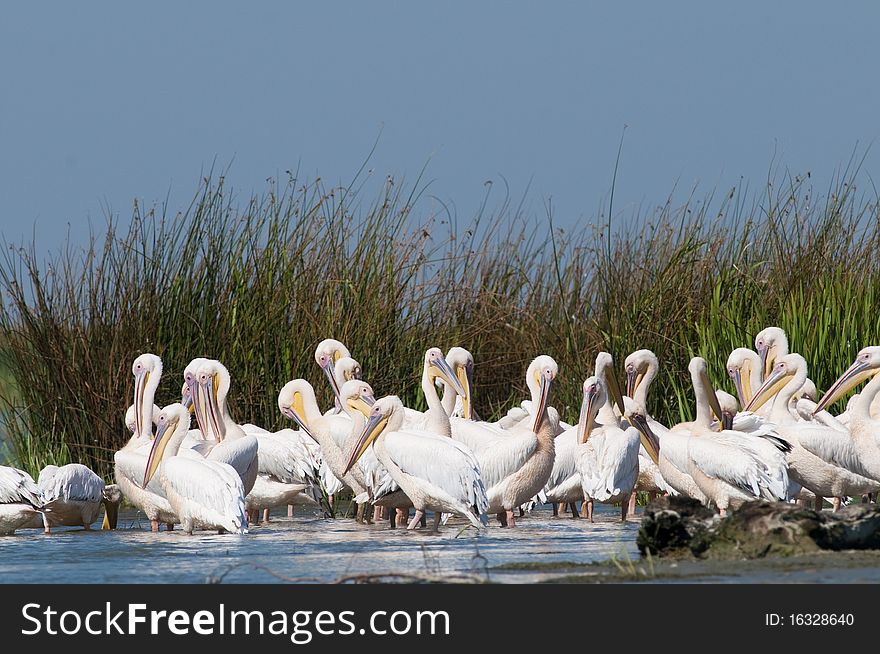White Pelicans Colony in Danube Delta