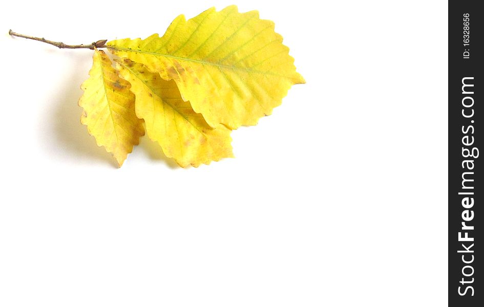 Yellow autumn leaves on a white background. Yellow autumn leaves on a white background