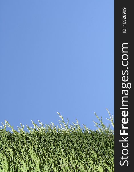 Background of green grass, close-up and blue sky. Background of green grass, close-up and blue sky