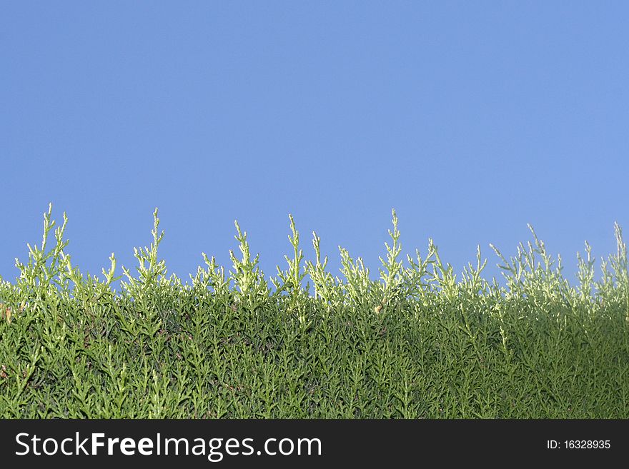 Background of green grass, close-up and blue sky. Background of green grass, close-up and blue sky