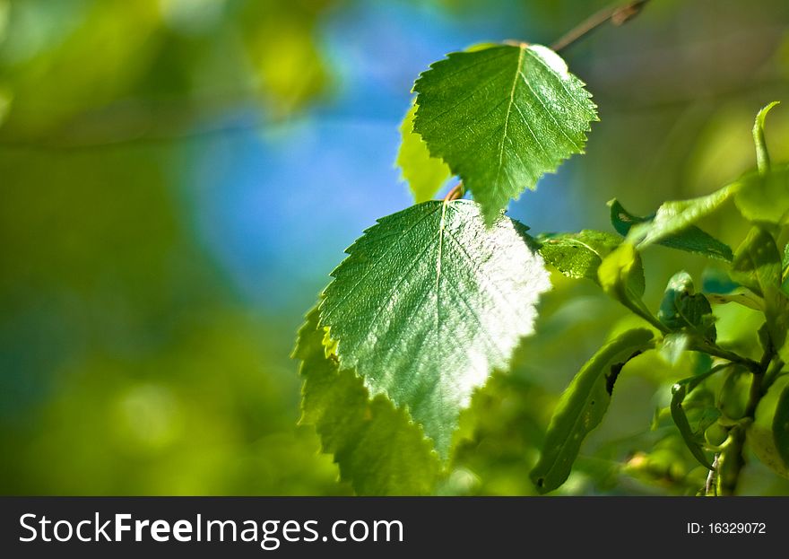 Green leaves of the tree