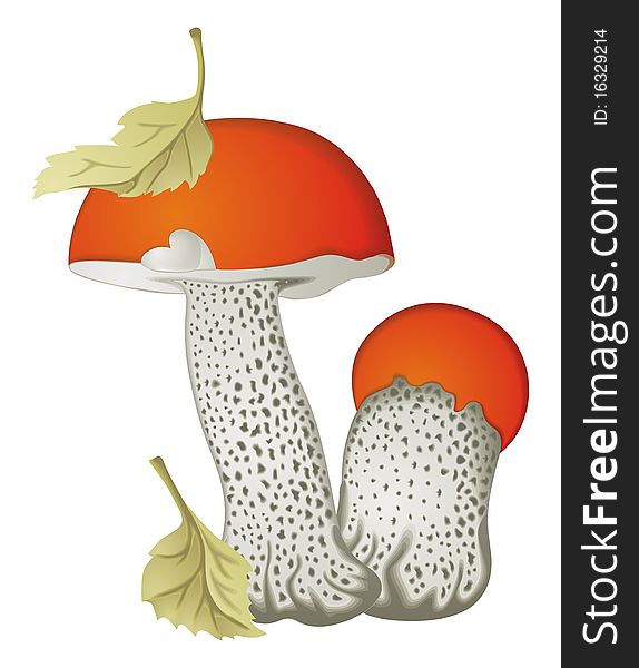 Vector illustration of two Mushrooms. Vector illustration of two Mushrooms
