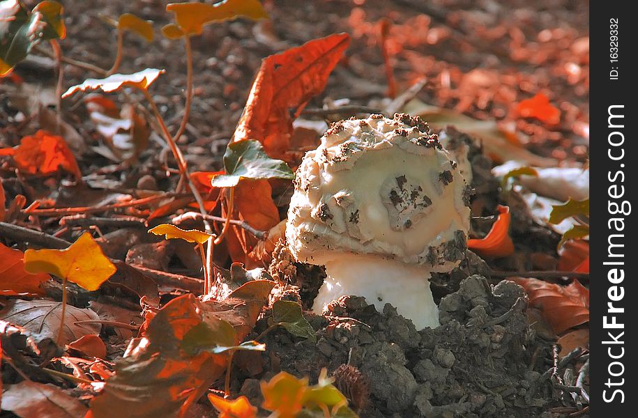 Mushroom white on a background of autumn leaves. Mushroom white on a background of autumn leaves