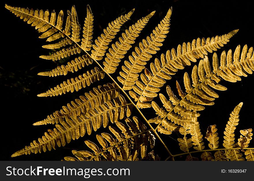 Yellow color autumn fern leaf