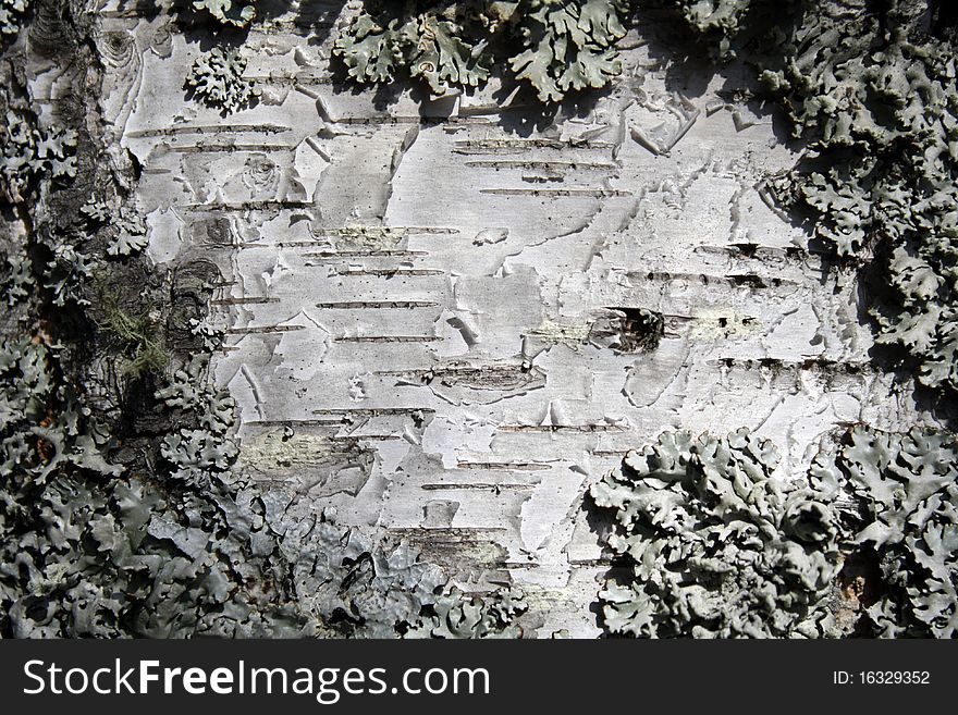 Background of birch bark closeup