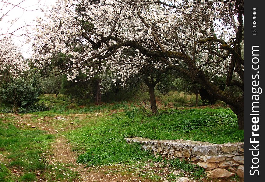 A beautiful almond tree blossomimg in the countryside of a small village in Bulgaria in the beginning f the spring