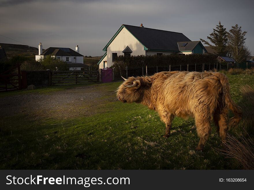 Highland cow walking in a village