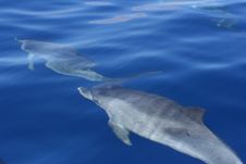 Wild Dolphin Stock Images