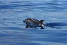 Wild Dolphin Royalty Free Stock Images Wild Dolphin Royalty Free Stock Images