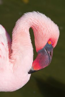 Pink Flamingo Stock Photo Pink Flamingo Stock Photo