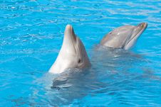 Pair Of Bottlenose Dolphins Stock Photos Pair Of Bottlenose Dolphins Stock Photos