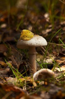 Mushroom Stock Photography
