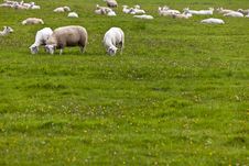 Flock Of Sheep Grazing Royalty Free Stock Image
