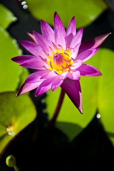 Lotus Royalty Free Stock Image Lotus Royalty Free Stock Image