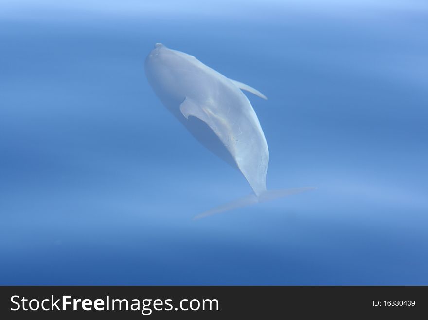 Wild dolphin swiming in the ocean