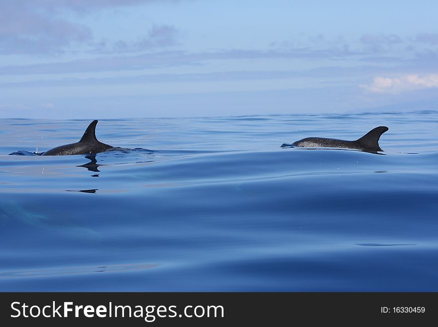 Wild dolphin swiming in the ocean