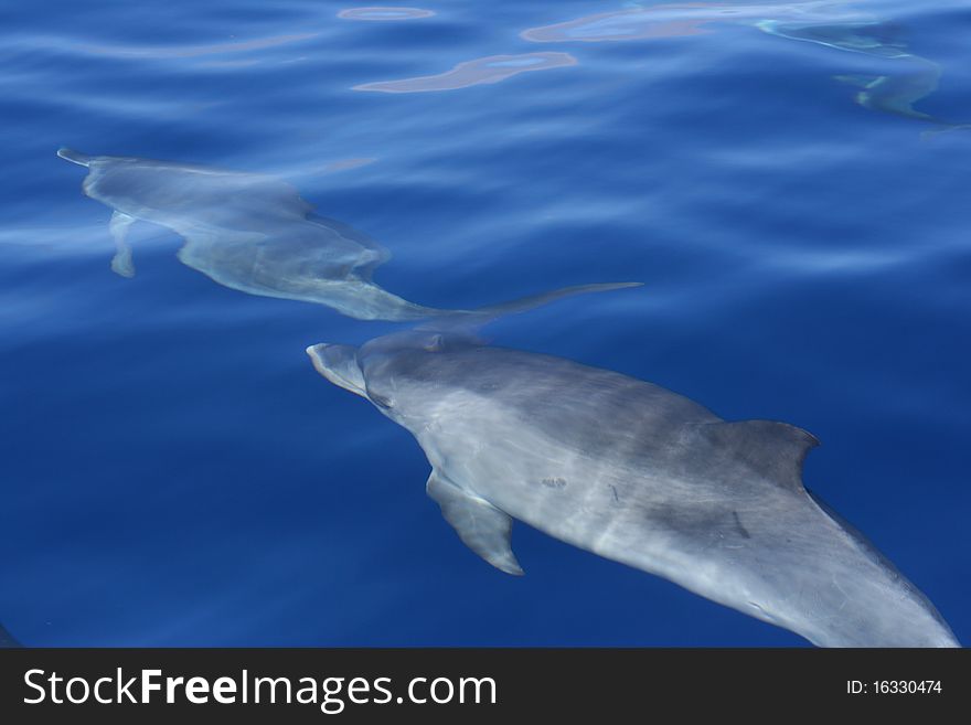 Wild dolphin swiming in the ocean