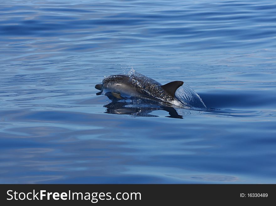 Wild dolphin swiming in the ocean