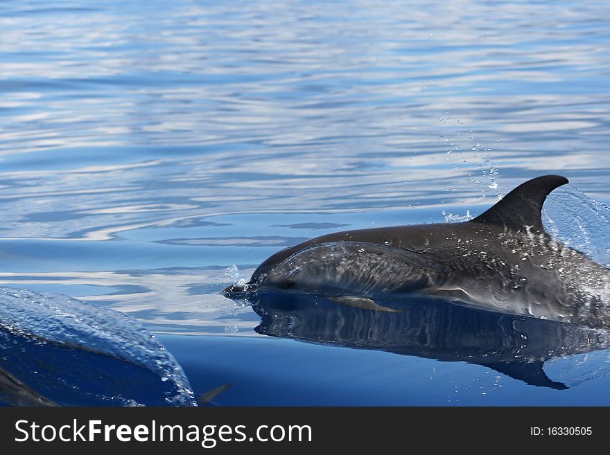 Wild dolphin swiming in the ocean