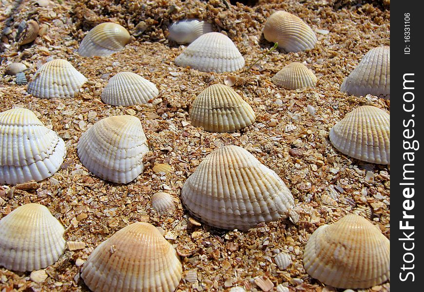 Beautiful sea shells lying on the sand