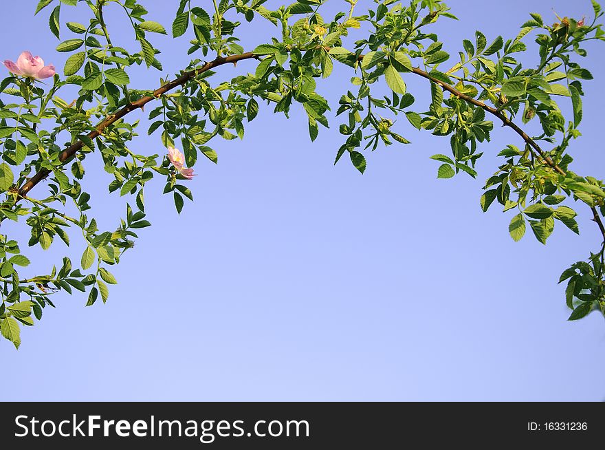 Branch Bow And A Blue Sky