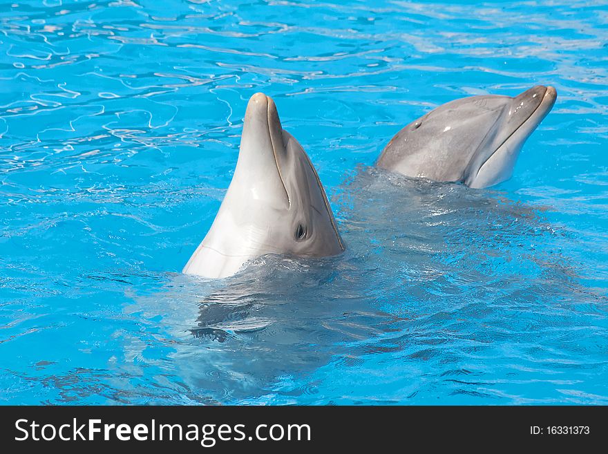Pair of bottlenose dolphins dancing in the water