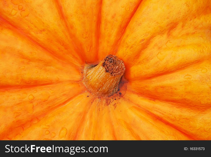 Big orange ripe pumpkin closeup