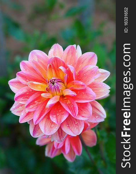 Colorful dahlia flower with morning dew drops