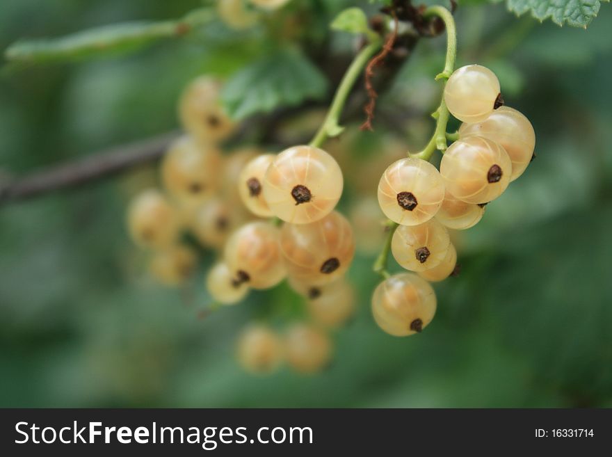 White currants on twig don`t plucked and wild