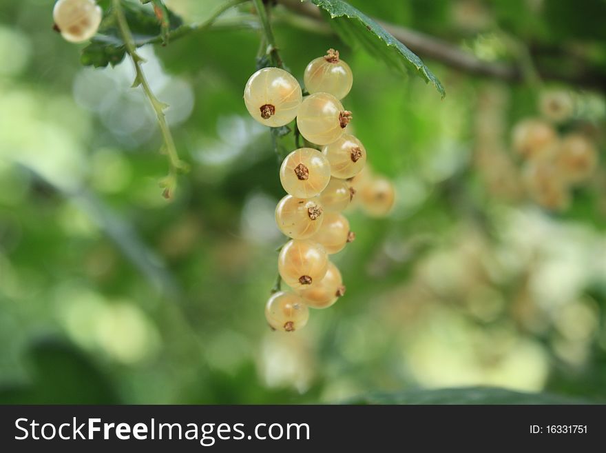 White currants don`t plucked and wild berry