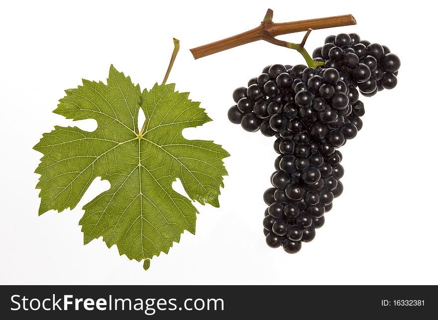 Leaf and grapes of red domina
