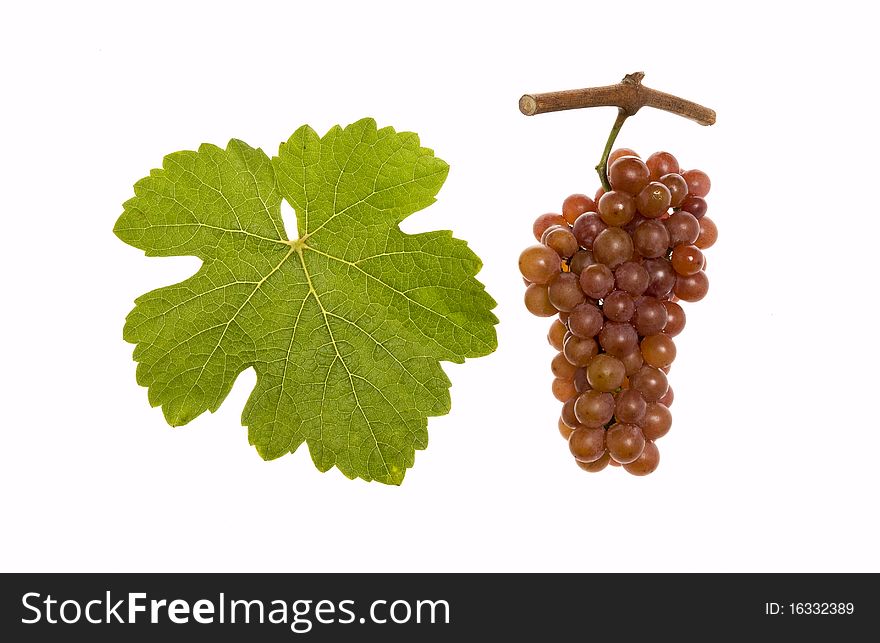 Leaf and grapes of red gewuerztraminer