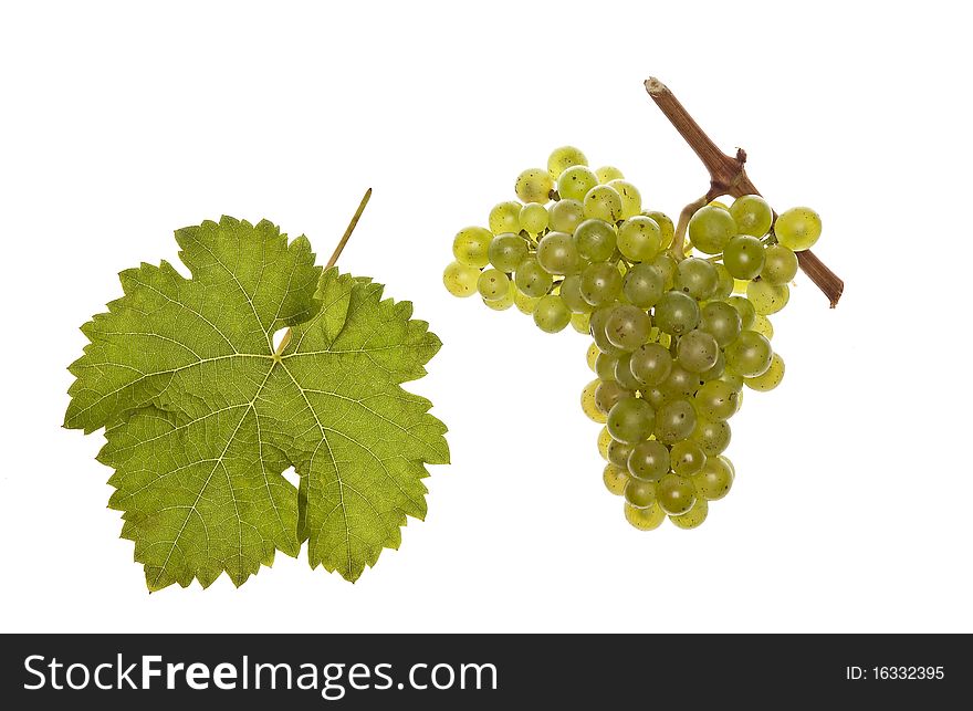Leaf and grapes of white kerner