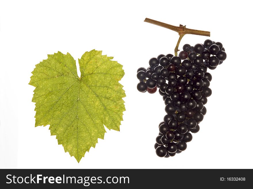 Leaf and grapes of red lemberger