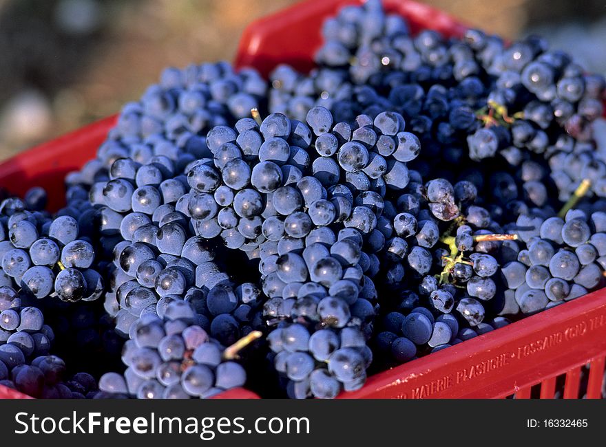 Leaves and grapes of red wine