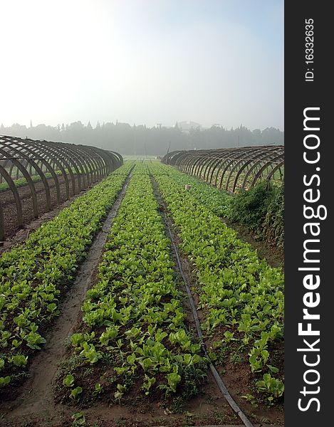 Farming in China: plantation of green vegetables in YueYang, Hunan province.