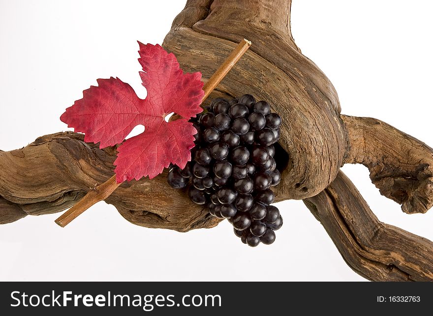 Red vine grapes with leave on a vine. Red vine grapes with leave on a vine.