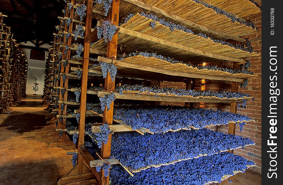 Different layers of drying Santo Avignonesi grapes.